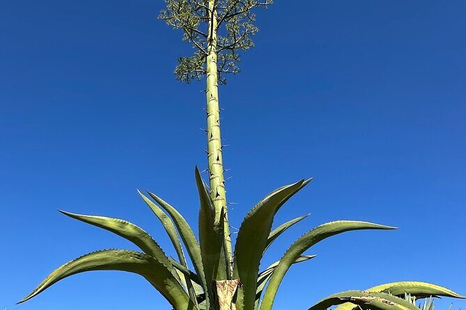 Mezcal Day Experience - A 7.5-hour Oaxaca mezcal day that mixes food, farming, and fire