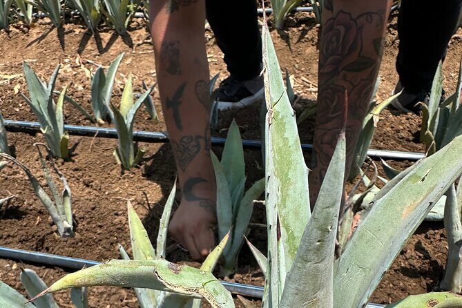 Mezcal Day Experience - Santiago Matatlán masterclass: copper vs clay distillation and the why behind it