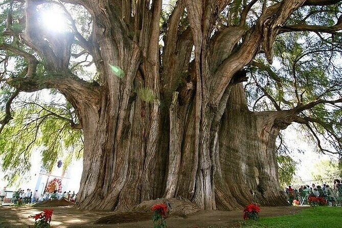 Mitla, Tule, Hierve el agua and Teotilán - Stop 1: Santa María del Tule’s 2,000-year-old tree
