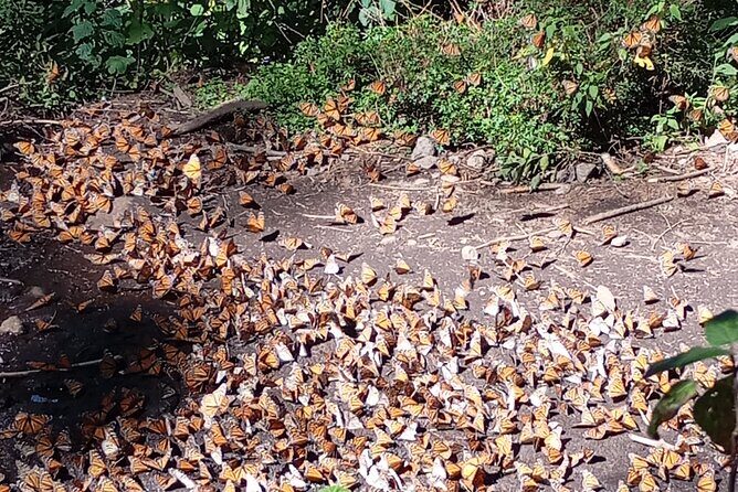 Monarch Butterflies El Rosario Preserve from Mexico City - Key things to know before you go
