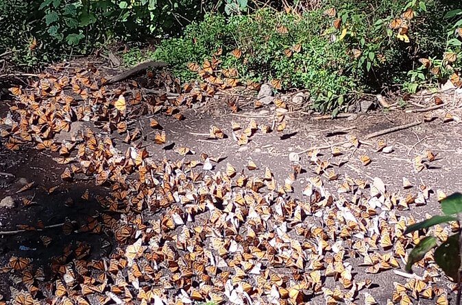 Monarch Butterflies El Rosario Preserve from Mexico City - El Rosario preserve: making the most of your 2-hour visit