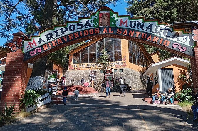 Monarch Butterflies El Rosario Preserve from Mexico City - Carlos San Roman as your guide: calm explanations that help you see more