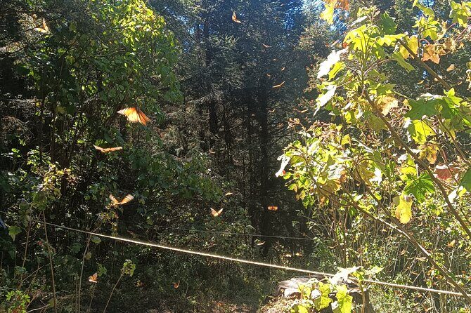 Monarch Butterflies El Rosario Preserve from Mexico City - What the price covers (and what you’ll pay for yourself)