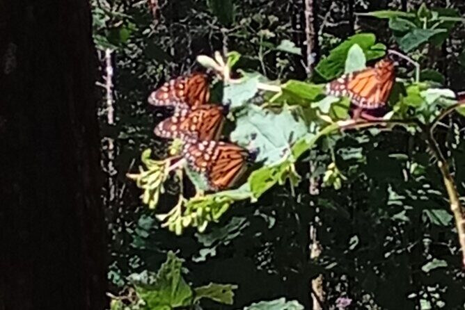 Monarch Butterflies El Rosario Preserve from Mexico City - Private pickup and the silver VW details in Mexico City
