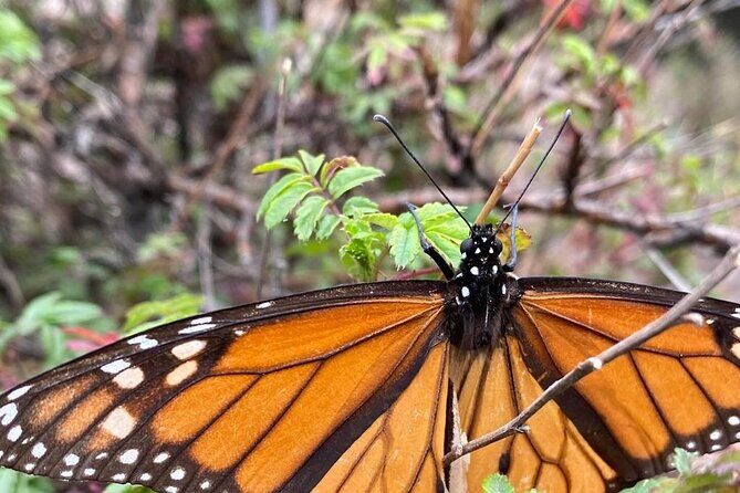 Monarch Butterfly Reserve: Piedra Herrada Magical Valle de Bravo - Guides and small comforts that make the long day feel easier