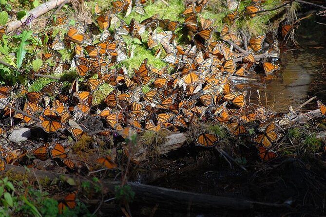 Monarch Butterfly Reserve: Piedra Herrada Magical Valle de Bravo - Price and value for a 12-and-a-half-hour day trip