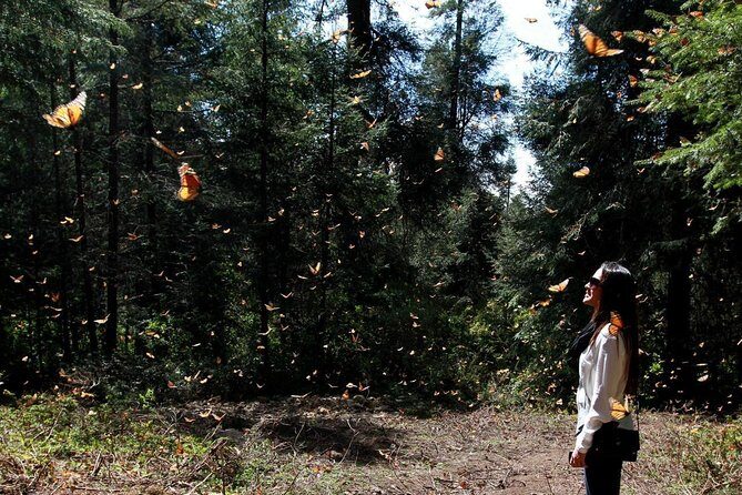 Monarch Butterfly Sanctuary Day Trip from Mexico City - Quick hits before you go