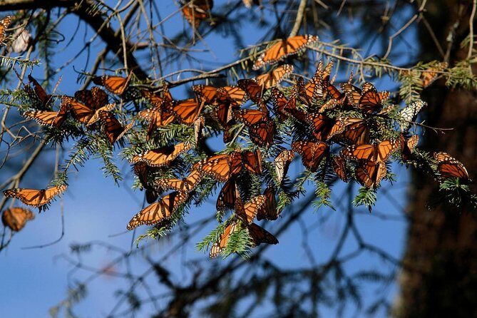 Monarch Butterfly Sanctuary Day Trip from Mexico City - The Forest Walk at Piedra Herrada Sanctuary: what you’ll actually do