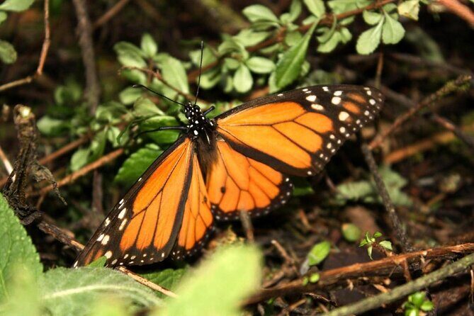 Monarch Butterfly Sanctuary Day Trip from Mexico City - Price and value: what $79 buys you, and what it doesn’t