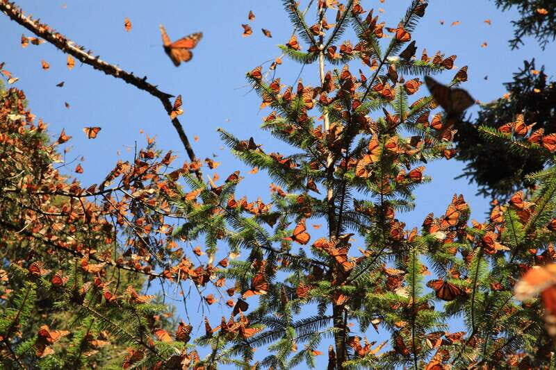 Monarch Butterfly Sanctuary Tour from Mexico City - Key highlights you’ll actually care about