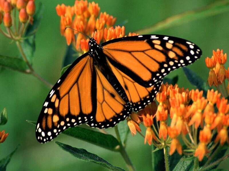 Monarch Butterfly Sanctuary Tour from Mexico City - From Barceló México Reforma to Monarch Woods: the ride that sets the tone
