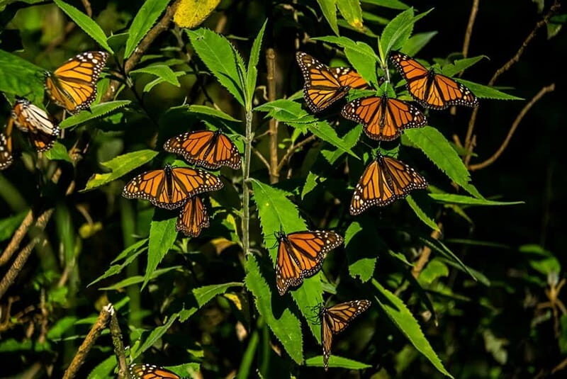 Monarch Butterfly Sanctuary Tour from Mexico City - Wedding Veil / Bridal Veil Waterfall: a quick wow moment
