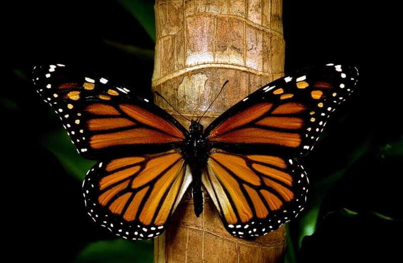 Monarch Butterfly Sanctuary Tour from Mexico City - How the free time works: shop smart, don’t get lost, stay flexible