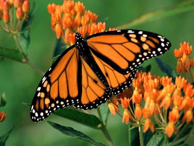 Monarch Butterfly Sanctuary Tour from Mexico City - Who should book this monarch day trip from Mexico City