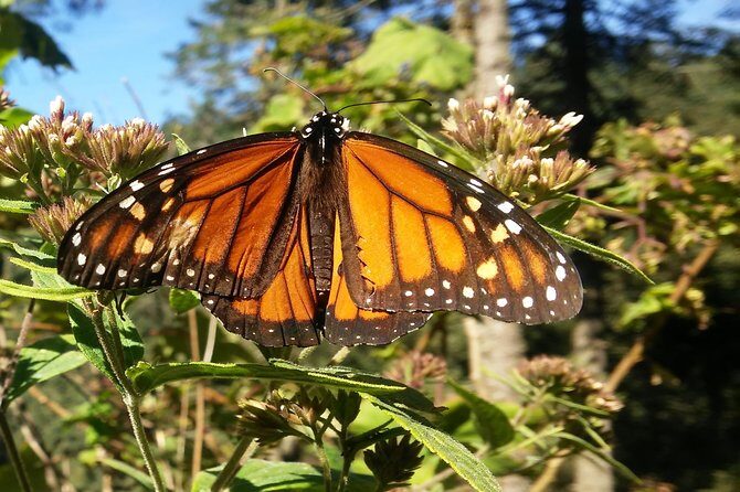 Monarch Butterfly Tour from Mexico City - Key Things I’d Prioritize