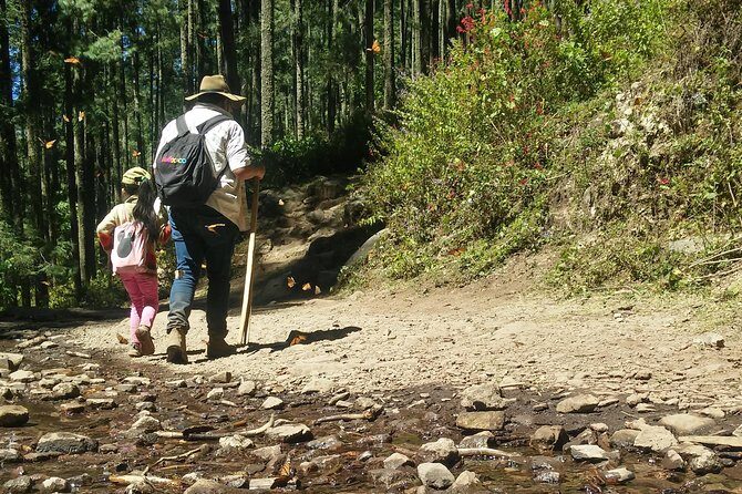 Monarch Butterfly Tour from Mexico City - The Long Drive From Mexico City (and Why It’s Still Worth It)