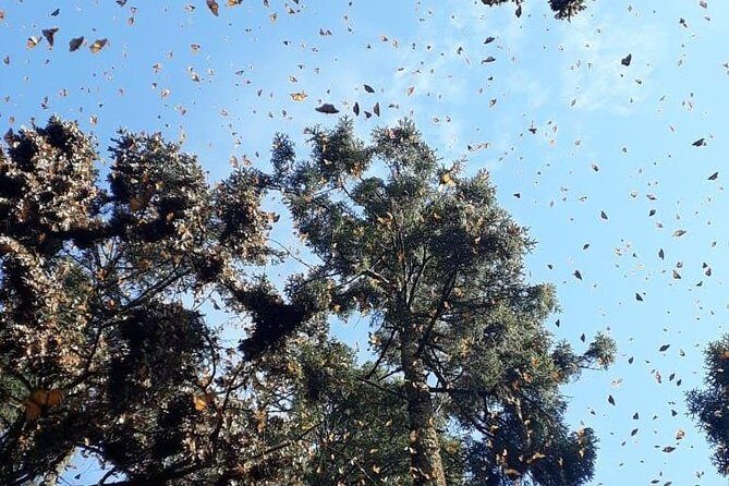 Monarch Butterfly Tour from Mexico City - Marta’s Role (and Why Guide Style Makes the Difference)