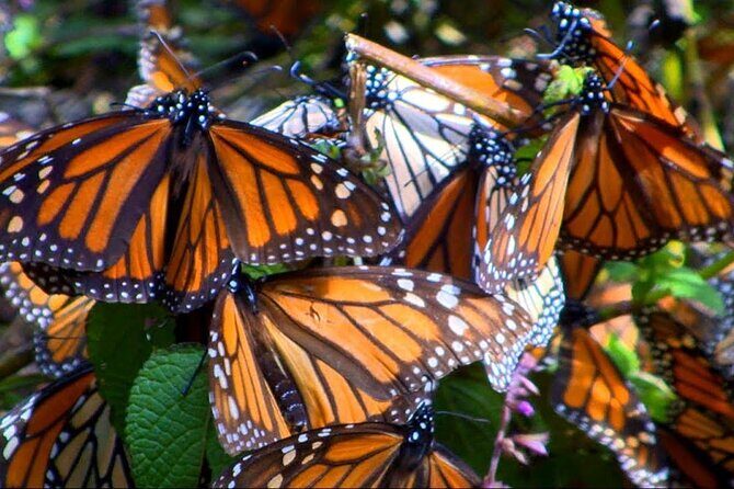 Monarch Butterfly Tour Mexico: Sierra Chuincua and Magic Town - Value Check: Is $179 Fair for What You Get?