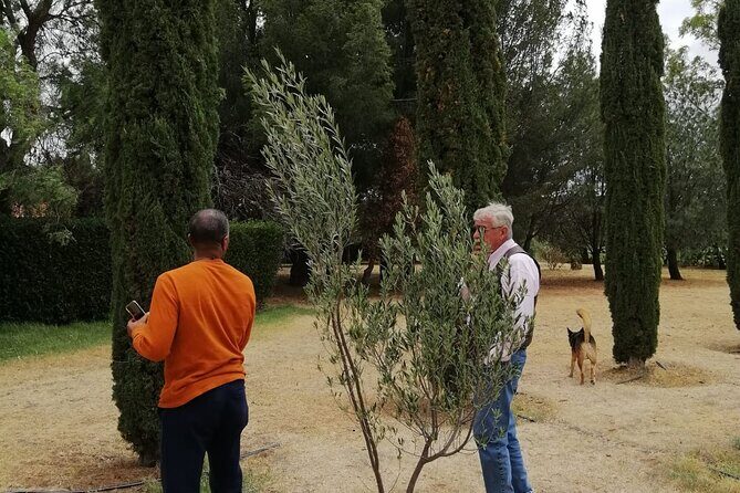 Morning Tour and Olive product tasting - Key highlights to look for