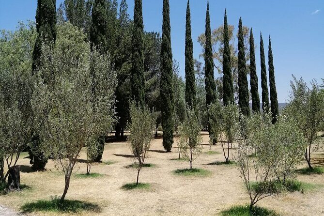 Morning Tour and Olive product tasting - Getting There: Short Trip, Don’t Ignore the Road