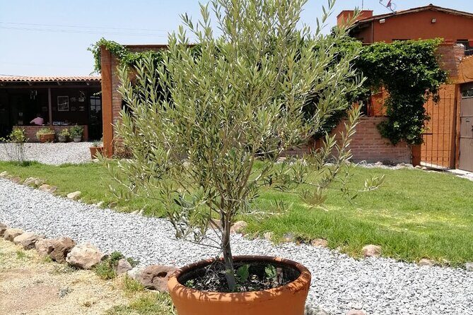 Morning Tour and Olive product tasting - Value and Timing: What $113.44 Buys You