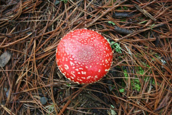 Mountaineering Malinche (4,460 meters) - The Forest Hike: Where the Day Warms Up