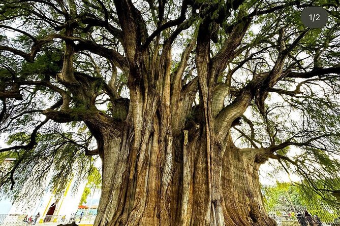 Oaxaca : Boil Water, Mitla, Teotitlan and Tule Tree - Tule Tree: the quick wonder stop with an optional fee