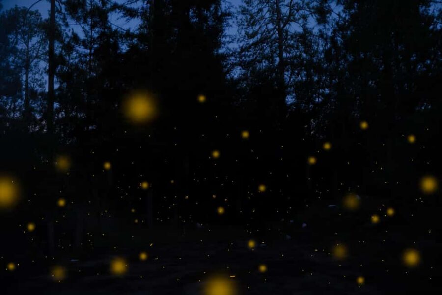 One day tour from Mexico City to Firefly Sanctuary - A long day from Mexico City that’s actually structured