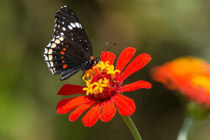 Openwork butterfly garden - Open-air butterfly garden at Totláli: what you’ll actually see in 2 hours