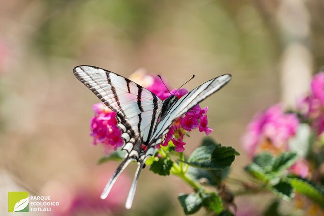 Openwork butterfly garden - What Totláli’s conservation-minded approach feels like on the ground