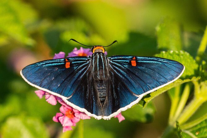 Openwork butterfly garden - Logistics that actually affect your day: meeting point, timing, and transport