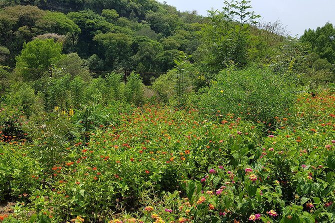 Openwork butterfly garden - Weather reality: why the tour depends on good conditions