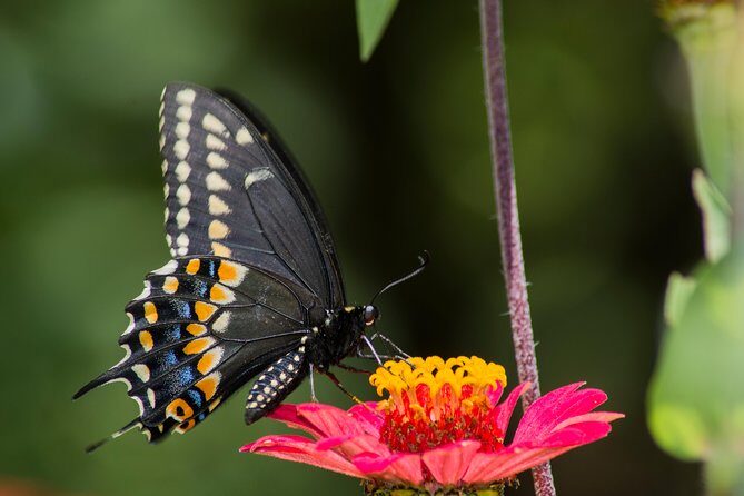 Openwork butterfly garden - Who should book this Totláli open-air butterfly garden tour?