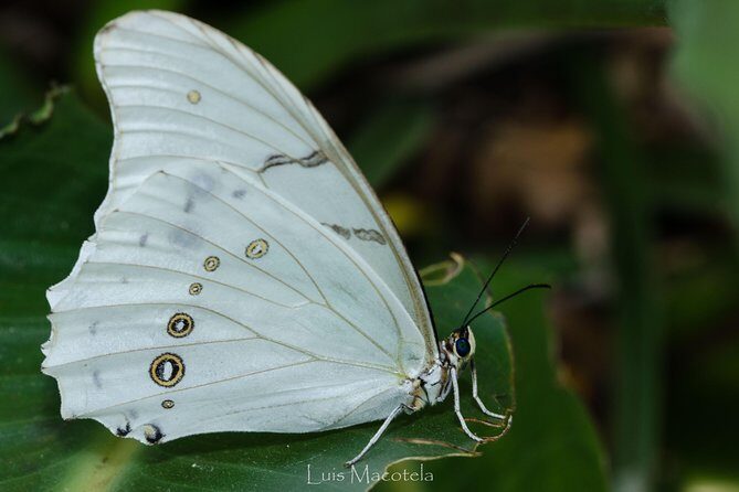 Openwork butterfly garden - The guided walk through butterflies, insects, and flowers