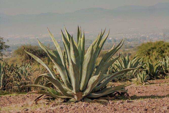 Private Oaxaca Walking Tour with Mezcal Tasting - La Casa de las Artesanías de Oaxaca: crafts and culture without the tourist maze