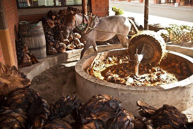 Private Tour, all inclusive: Tlacochahuaya, Mezcal, Teotitlán del Valle - Mezcal Don Agave: agave fields, distillation stops, and the tasting