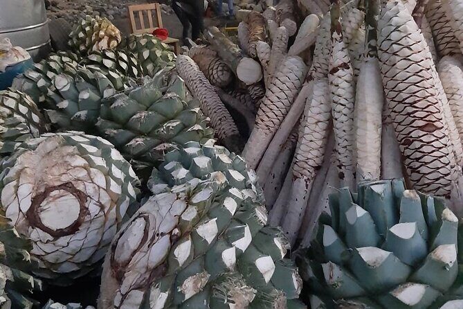 Private tour Mitla, Weavers town, Mezcal and Boil the water - Tule Tree: a quick stop that still delivers