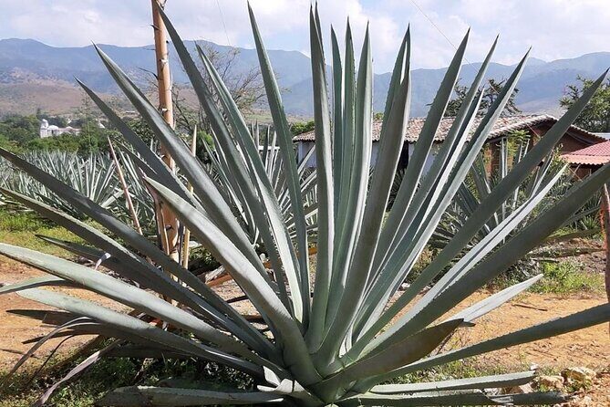 Private tour Mitla, Weavers town, Mezcal and Boil the water - Mitla ruins: architecture with a strong sense of place