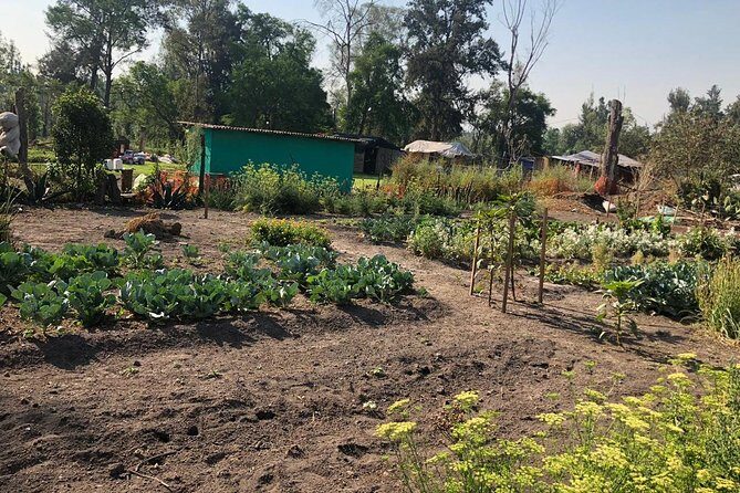 Private Tour: Xochimilco, Coyoacan and Frida Kahlo Museum. - Private guide perks: how names like Veronica and Arturo show up in the experience