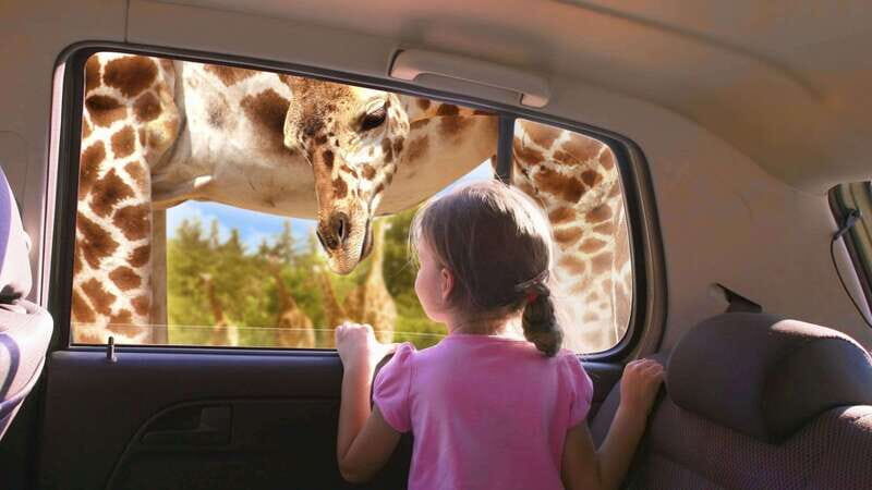 Puebla Africam Safari Park, Live an Unforgettable Adventure! - Key highlights at Africam Safari Puebla