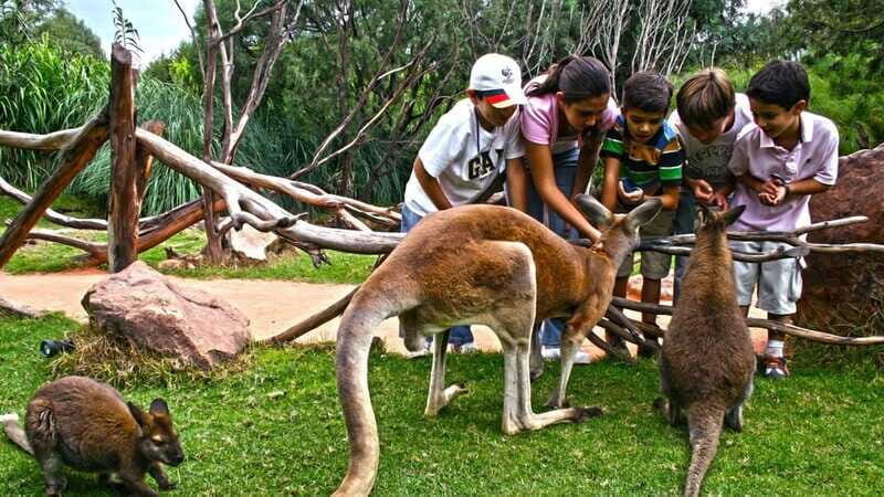 Puebla Africam Safari Park, Live an Unforgettable Adventure! - The one-day schedule from Burger King and back
