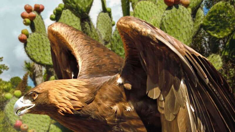 Puebla Africam Safari Park, Live an Unforgettable Adventure! - What to bring (and what not to do) for a smoother safari