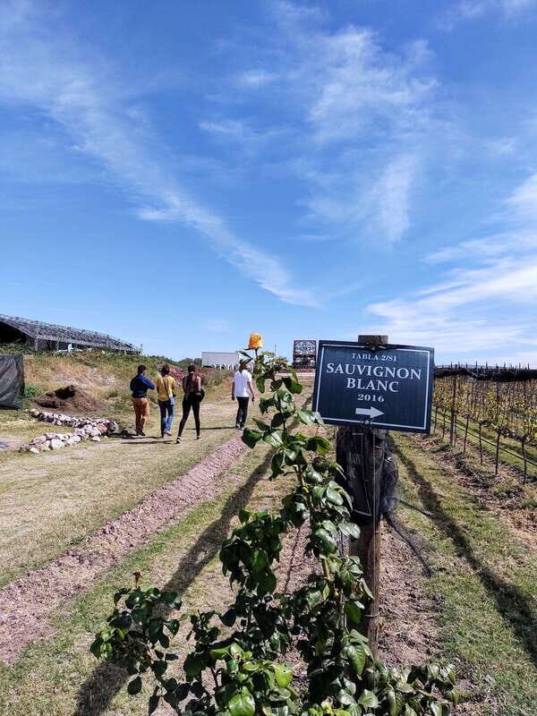 San Miguel de Allende: Local Vineyard Tour & Wine Tasting - Who this tour fits best (and who should skip it)