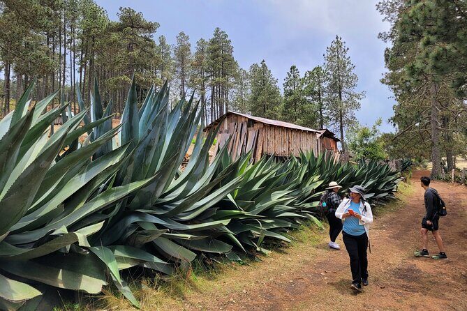 Sierra Norte Hike and Indigenous Village Full-Day Adventure - Where the trail delivers: pine forest, crevasses, and rock-wall moments
