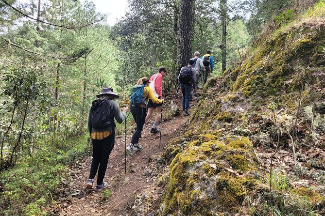Sierra Norte Hike and Indigenous Village Full-Day Adventure - Plant spotting and bird calls: why the guide changes the hike