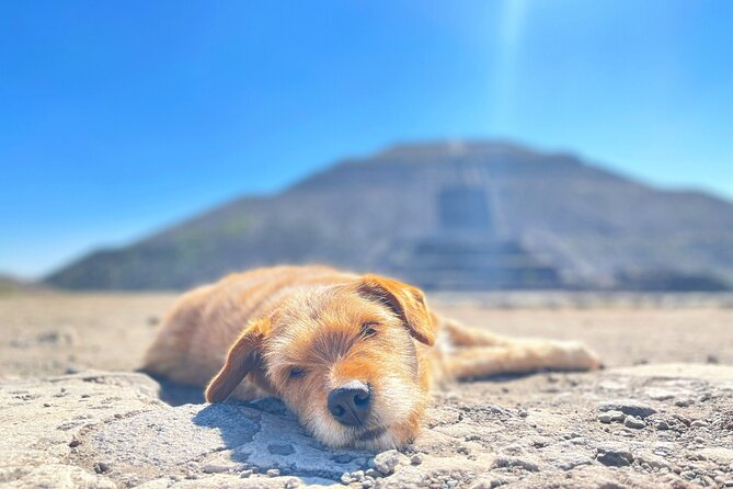 Teotihuacan and My Grandma's Food Tour - Group Size, Van Comfort, and What’s Actually Included