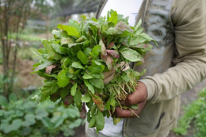 The City Green Exploring the Urban Eco Reserve of Xochimilco - The food flow: how to eat well without ruining your appetite