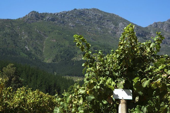 The Magical Town of Tepotzotlán & Artisanal wine from Mexico City - Wine Country From Mexico City: What This Day Trip Really Feels Like