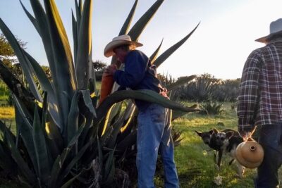 Tour de Pulque en Tepotzotlán, Pueblo Mágico - Getting There from Polanco: Pickup, Timing, and Comfort