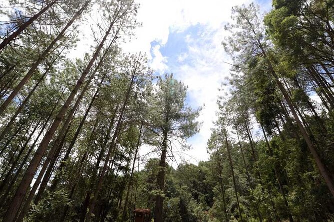 Tour of the Sierra Juárez, Ixtlán, Guelatao and Capulálpam - San Pablo Guelatao: the birthplace area of Benito Juárez